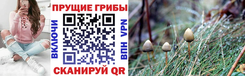 Псилоцибиновые грибы Magic Shrooms  Купить закладки  Лебедянь 
